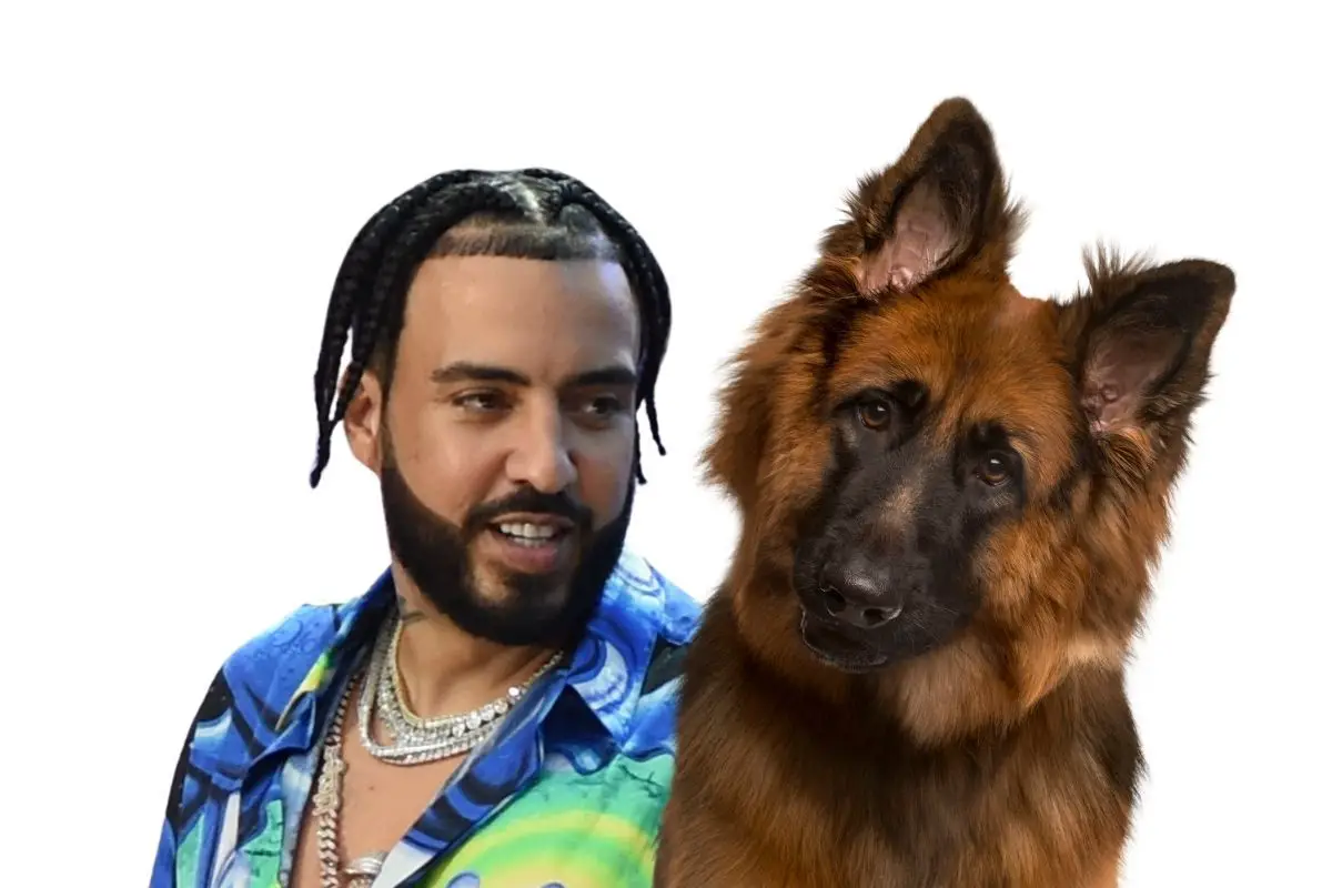 French Montana Loses Lawsuit; Must Fork Almost $130,000 Over Dog Bite #FrenchMontana